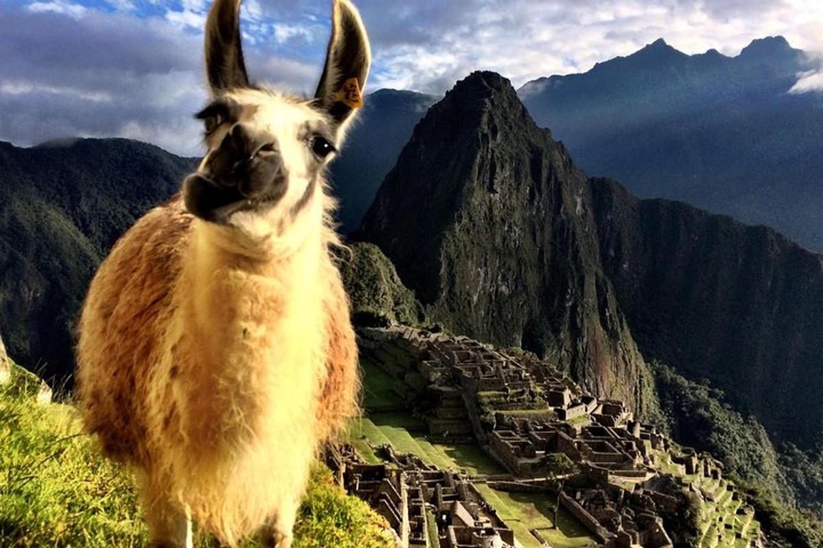 lama stojící na vrcholu hory