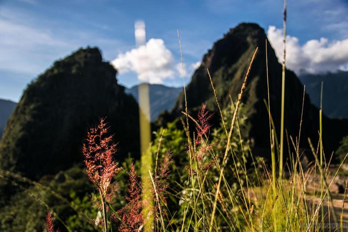 una vista di una catena montuosa con erba alta