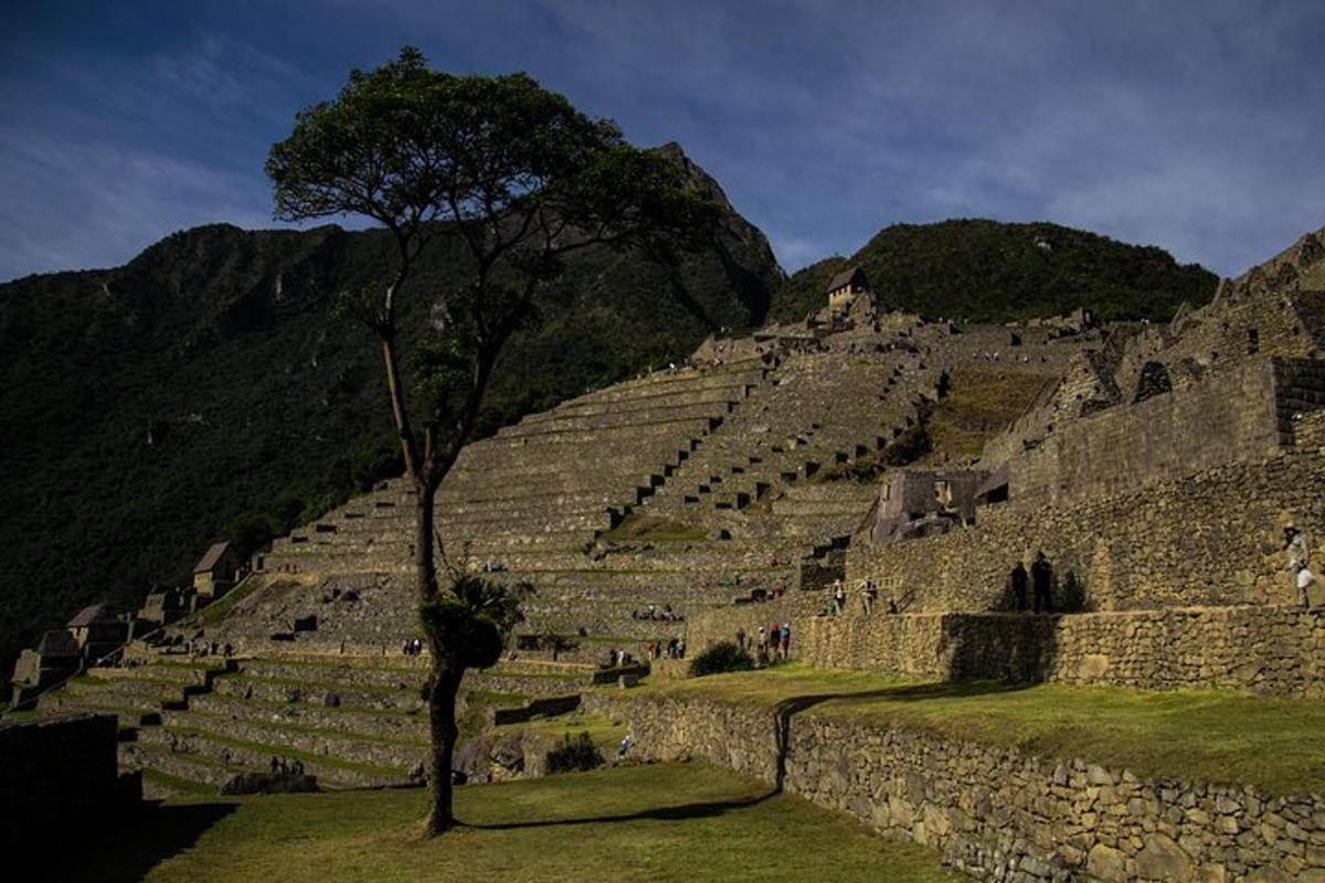 un antico anfiteatro con un albero nell'erba