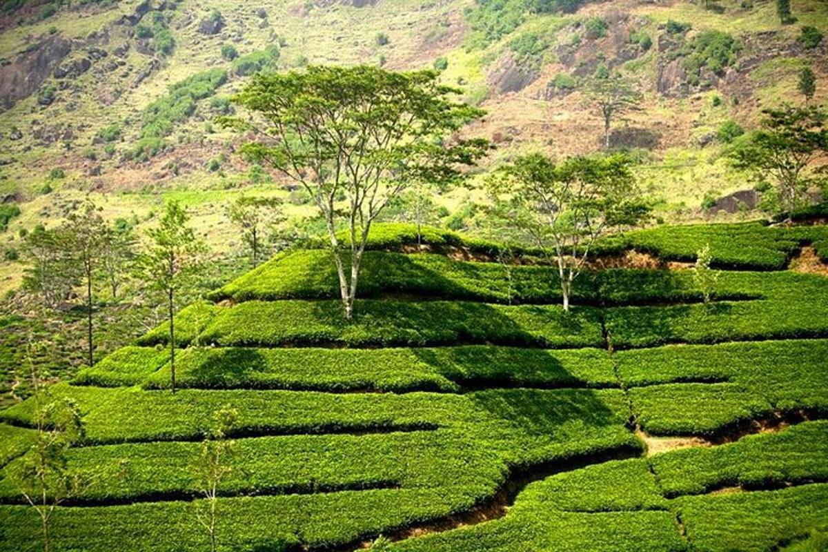 lereng bukit hijau dengan pepohonan di atasnya
