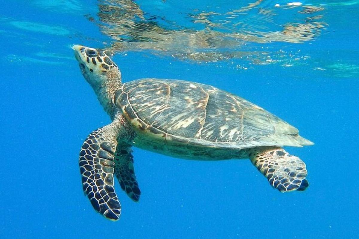uma tartaruga marinha verde nadando na água