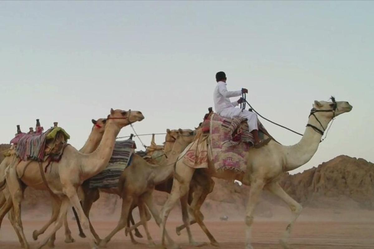 un gruppo di cammelli che corrono nel deserto