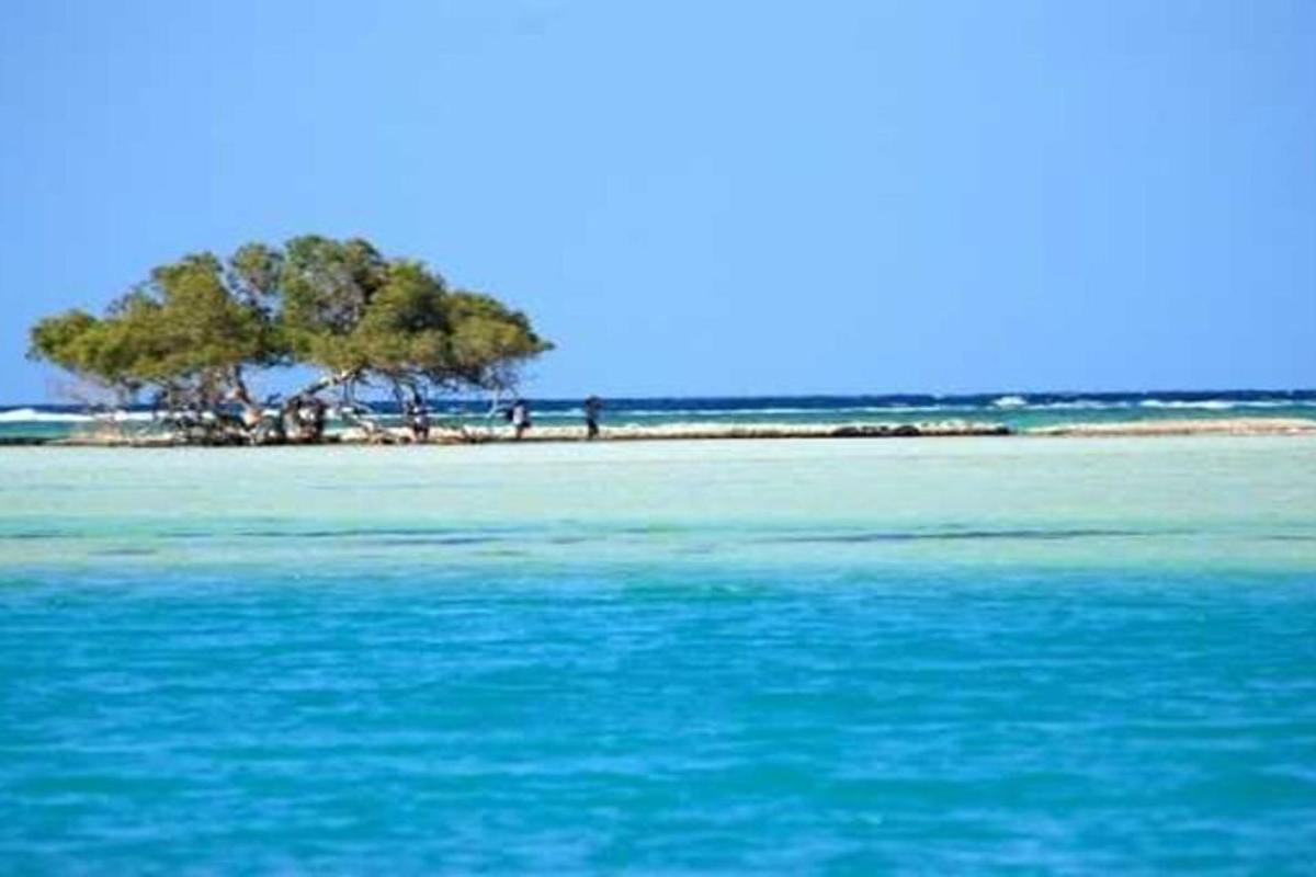 un arbre en una illa al mig de l'oceà