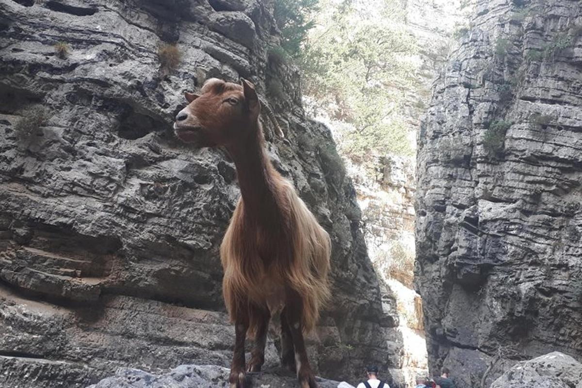 eine Ziege steht neben einer Felswand