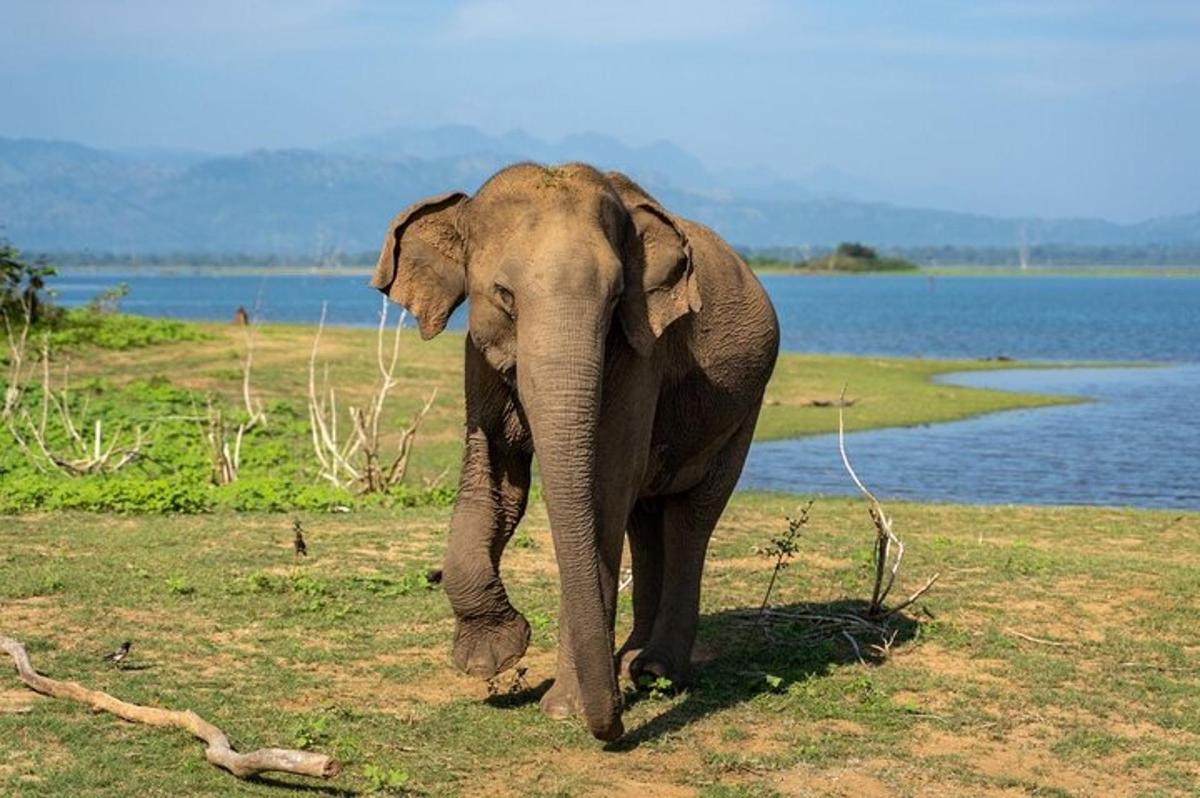 un elefante che cammina sull'erba vicino a uno specchio d'acqua