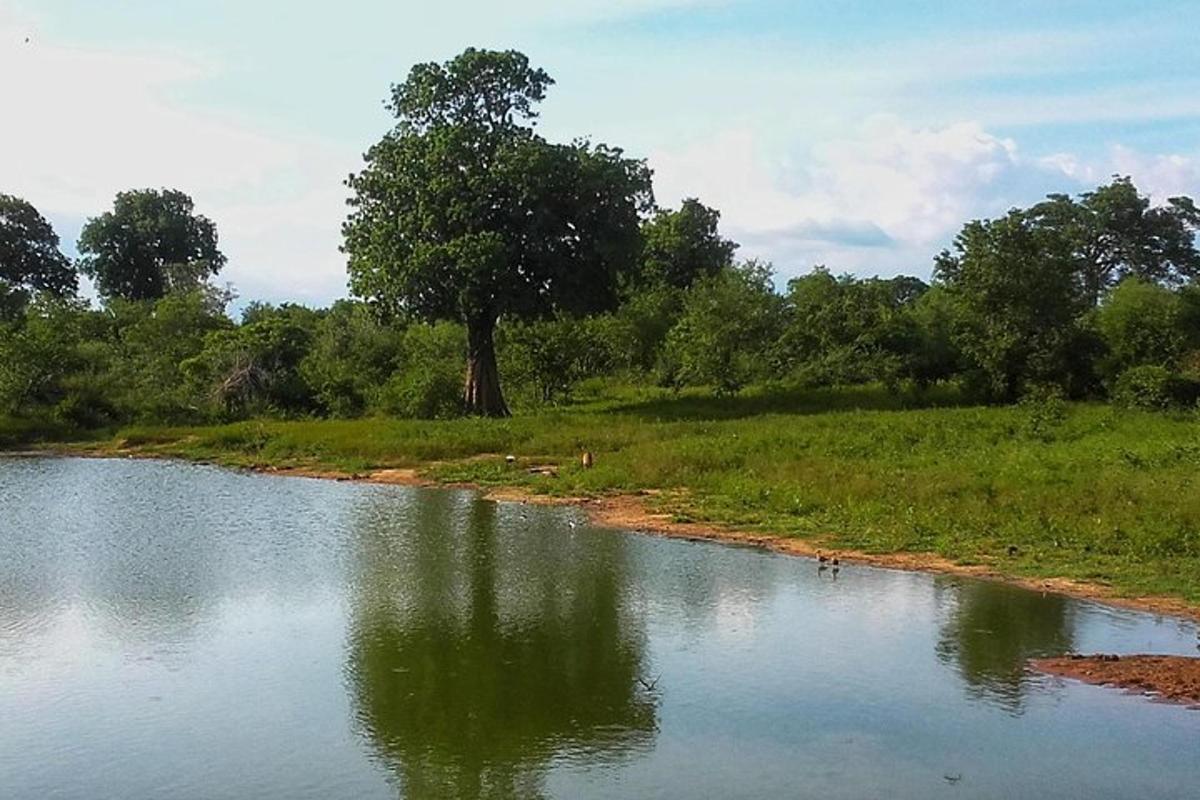 un albero seduto in mezzo a un fiume