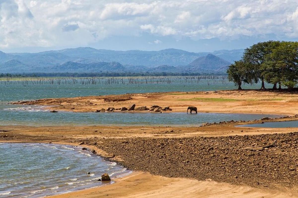 un gruppo di elefanti in piedi nell'acqua