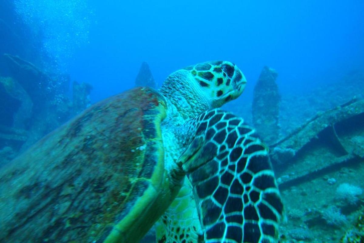 a green sea turtle swimming in the ocean