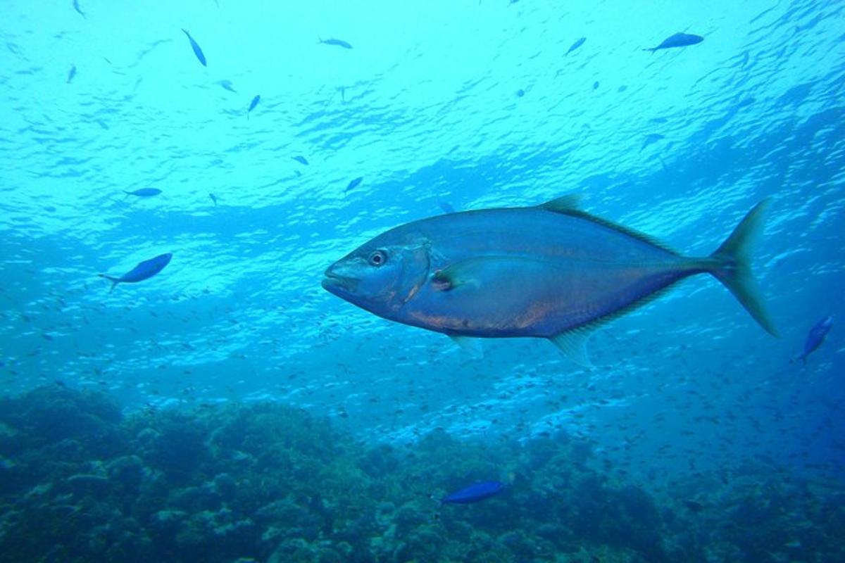 a large blue fish swimming in the ocean