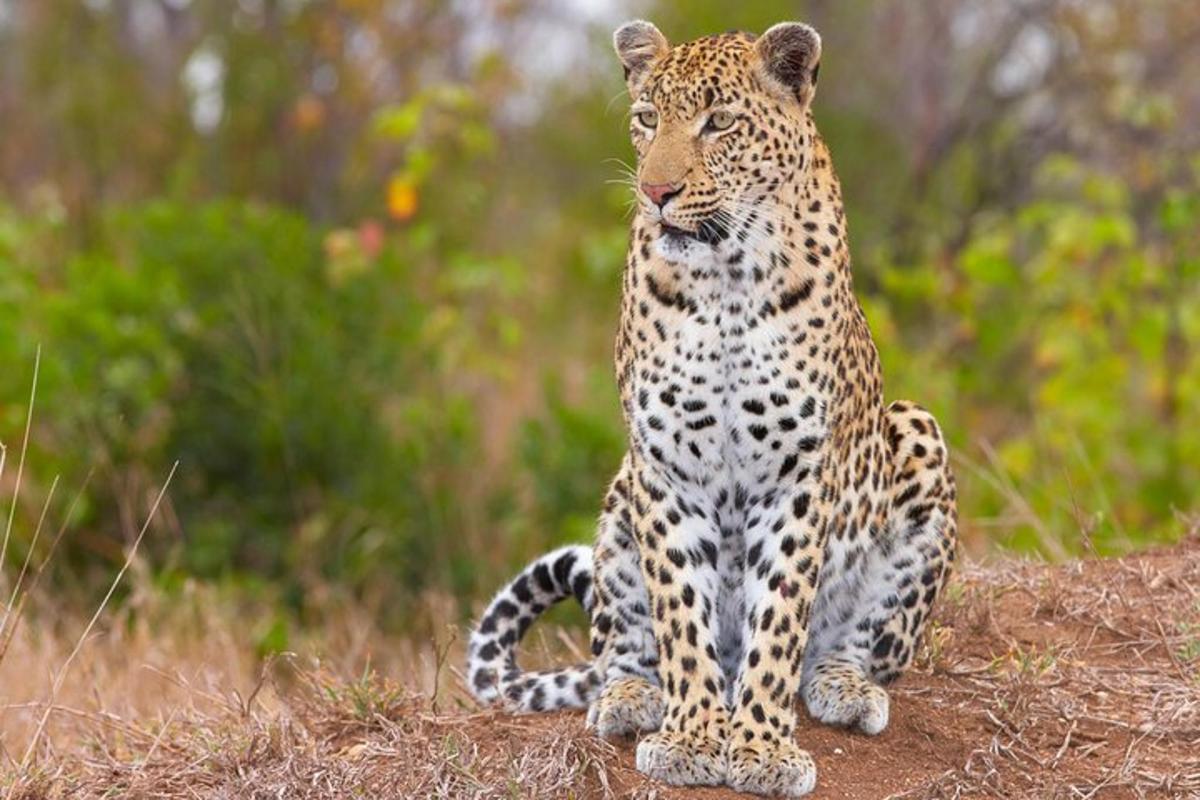 leopard sedící na zemi v poli
