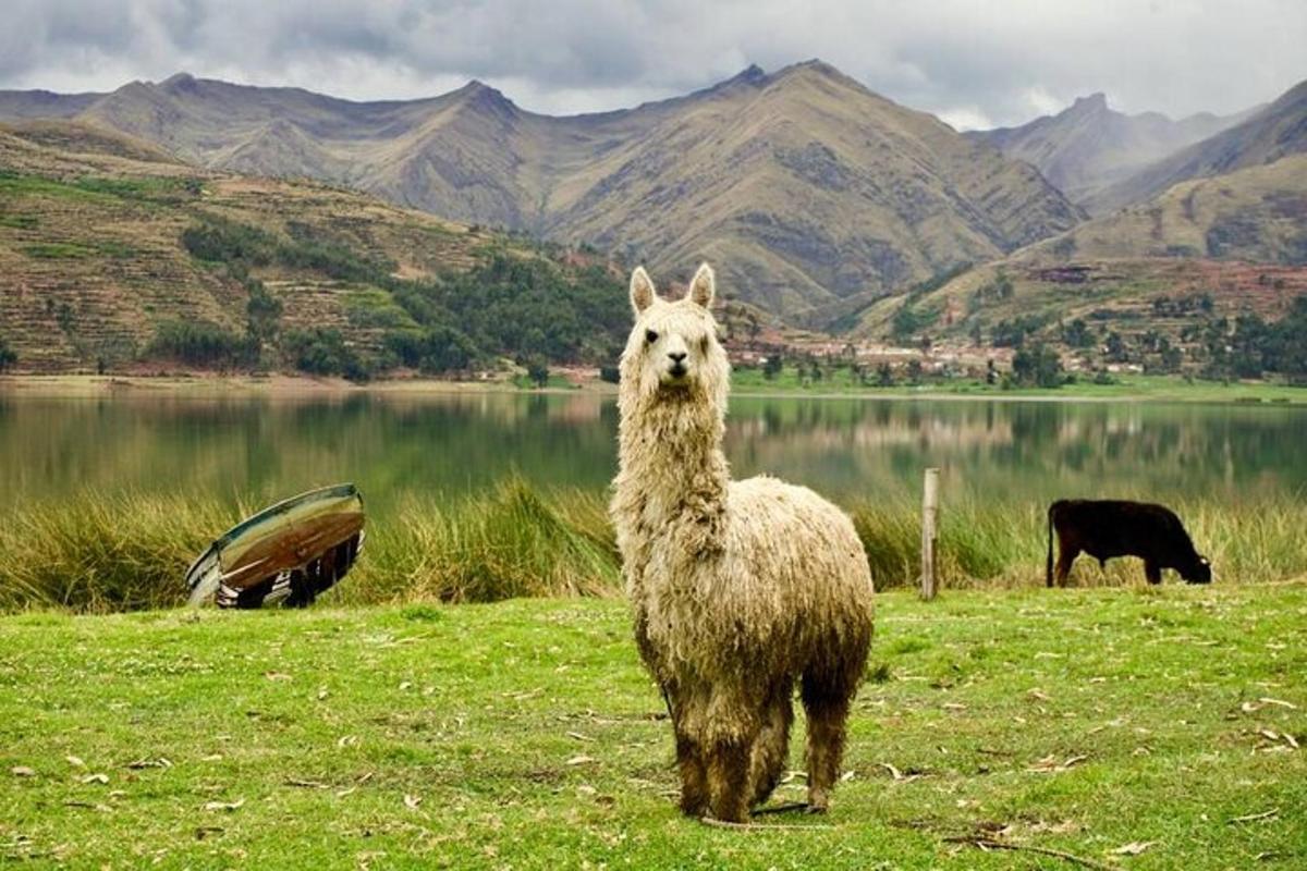 Lama stendur á akri við vatn