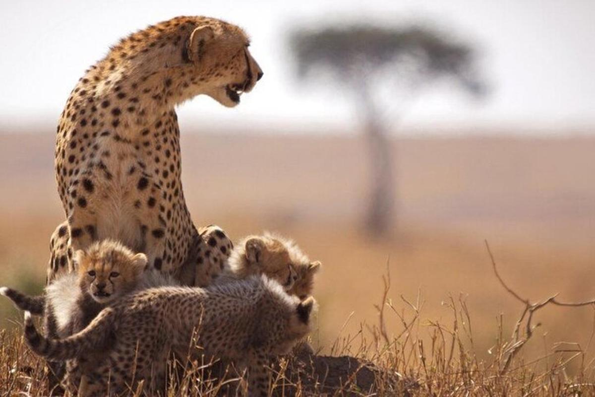 un ghepardo con i suoi cuccioli nell'erba