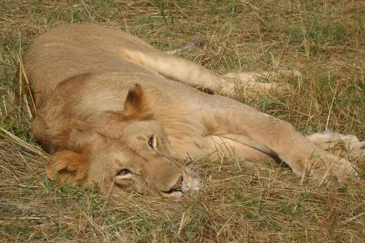 a lion laying in the grass in the grass