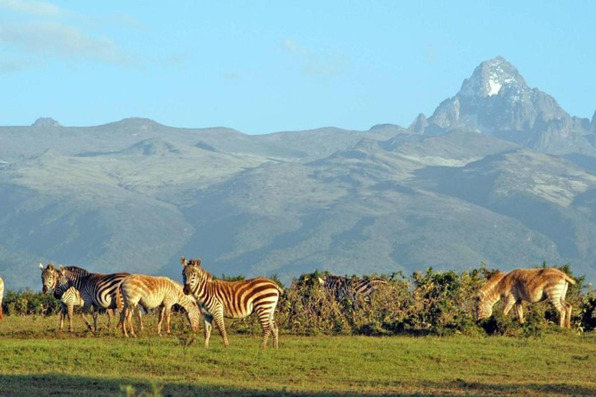 un gruppo di zebre in piedi in un campo con montagne