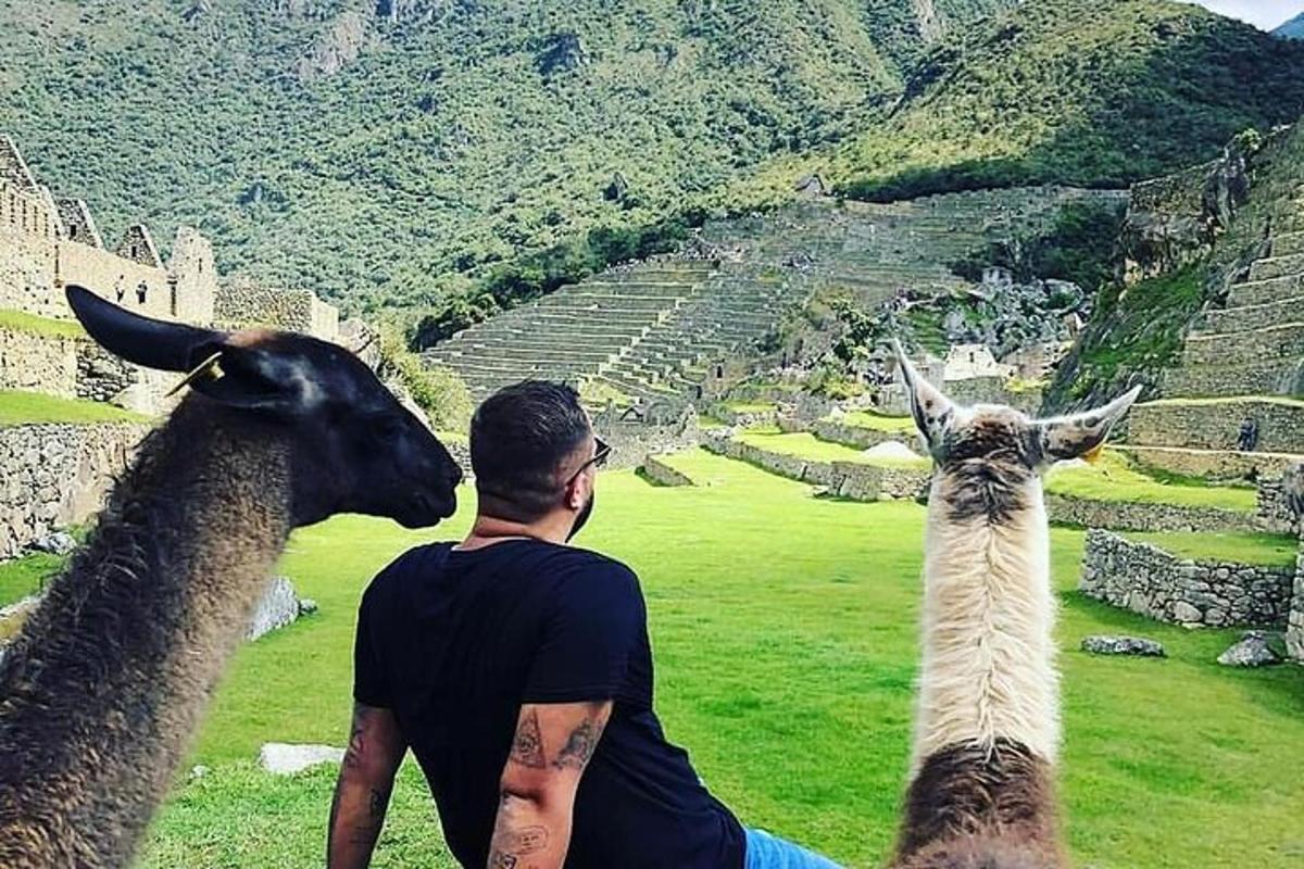 Un hombre sentado junto a dos llamas en un anfiteatro.