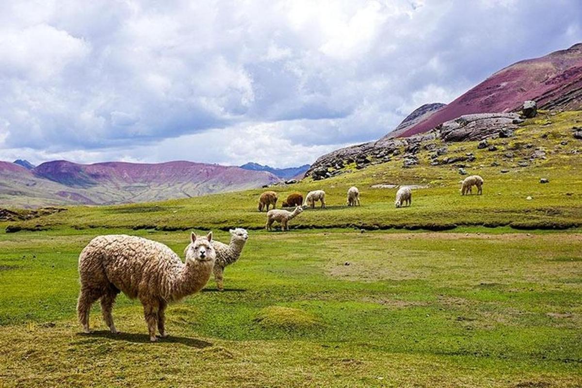 un gregge di pecore al pascolo in un campo erboso