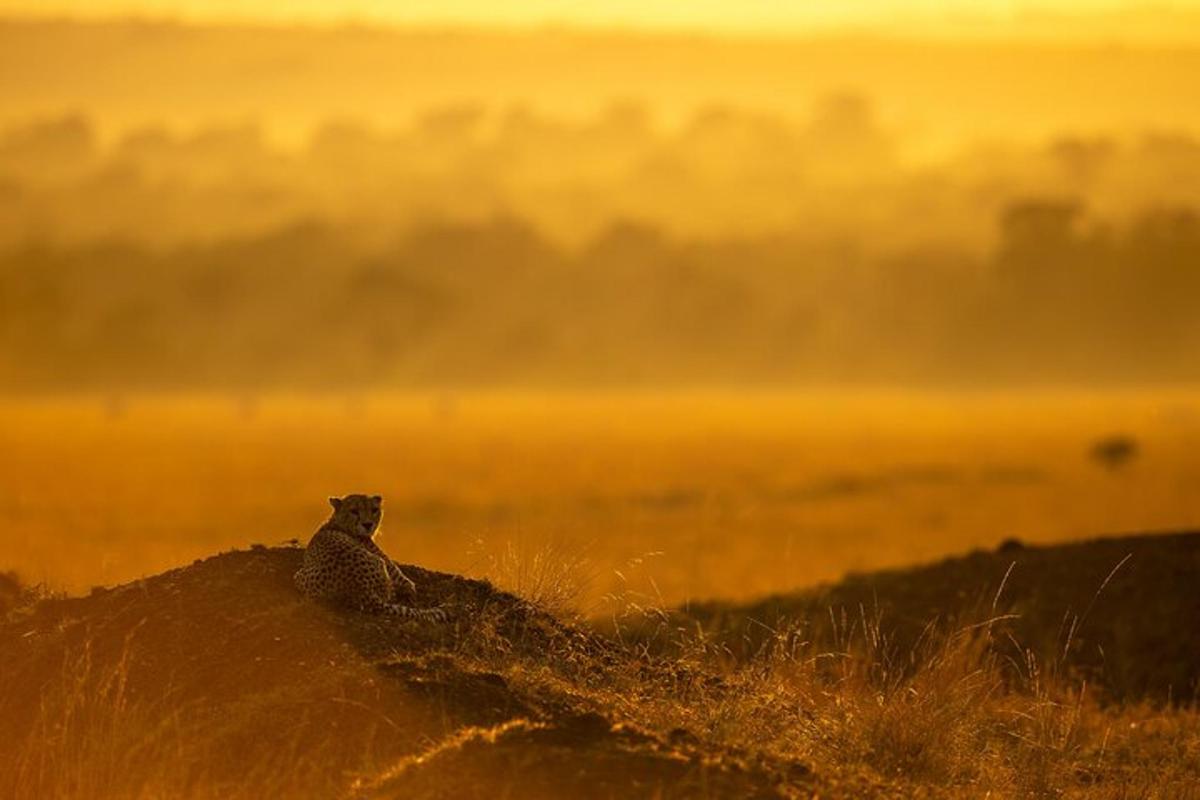 seekor cheetah duduk di atas bukit di sebuah ladang