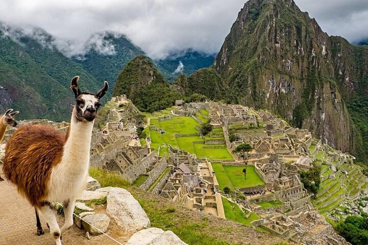 lama stendur á fjallstoppi