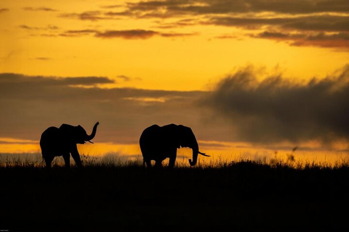 dois elefantes caminhando em um campo ao pôr do sol
