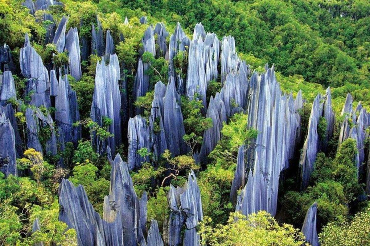 a large group of blue rocks in a forest