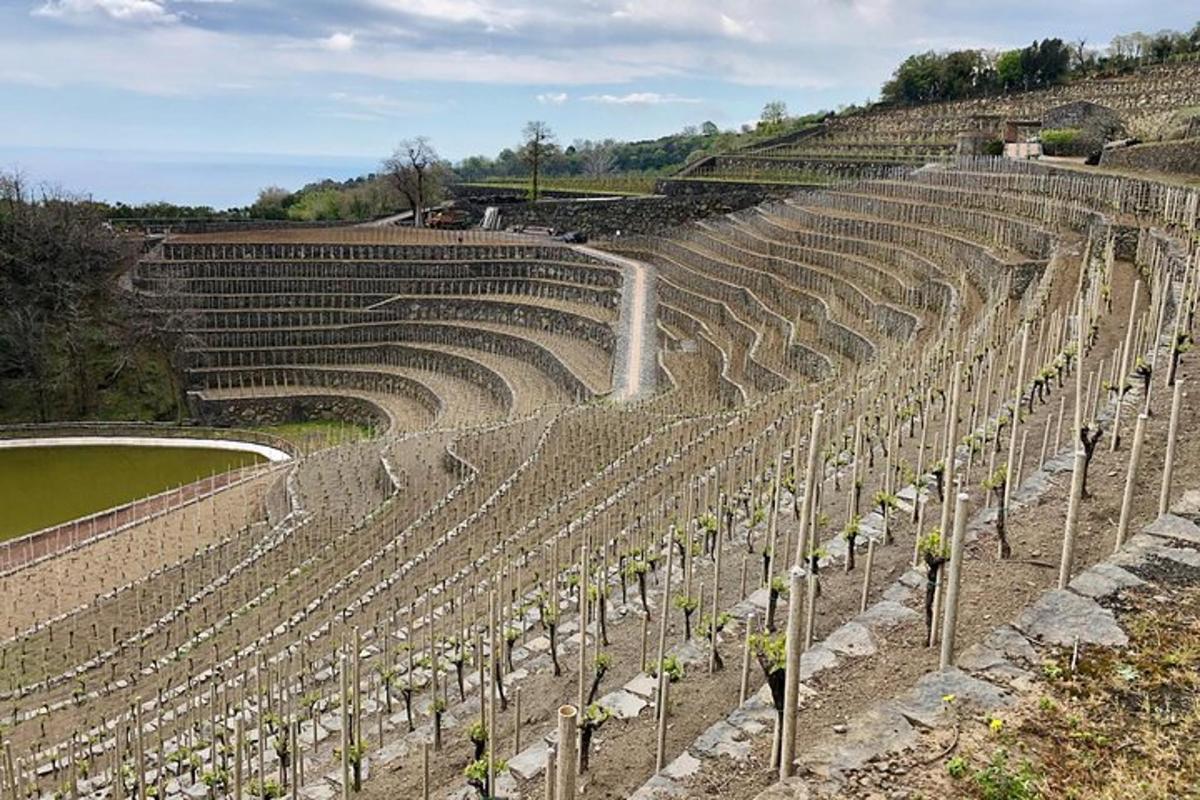 un anfiteatro vuoto con piante che crescono al suo interno