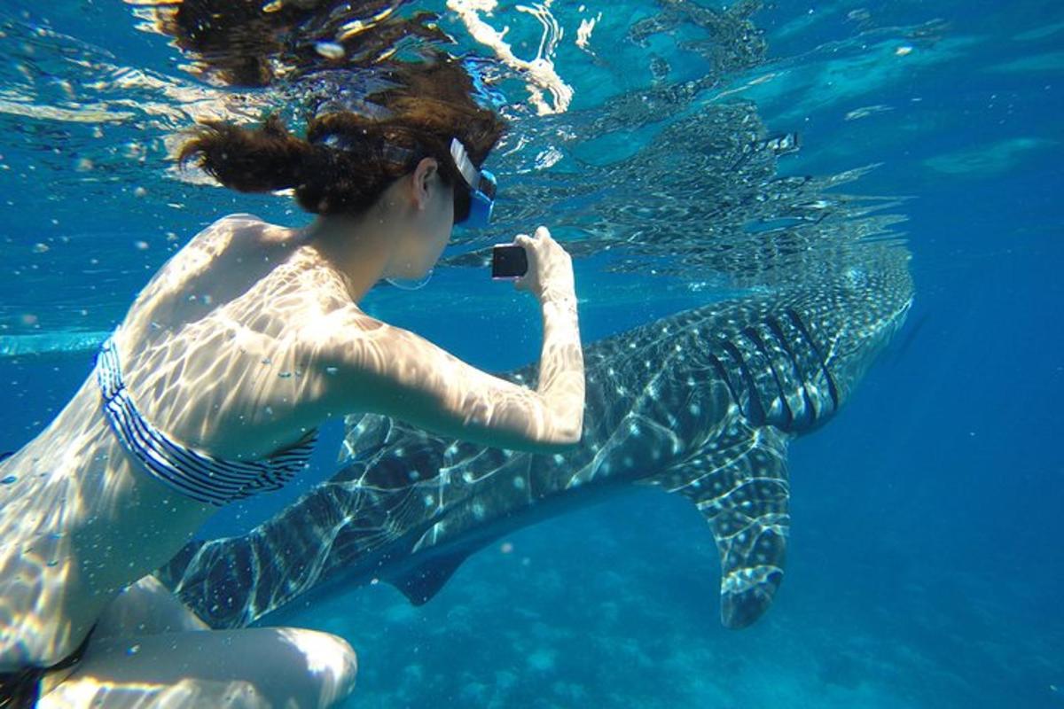 eine Frau, die ein Foto von einem Walhai im Wasser macht