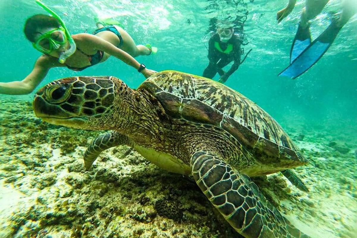 a green sea turtle swimming in the ocean with a diver