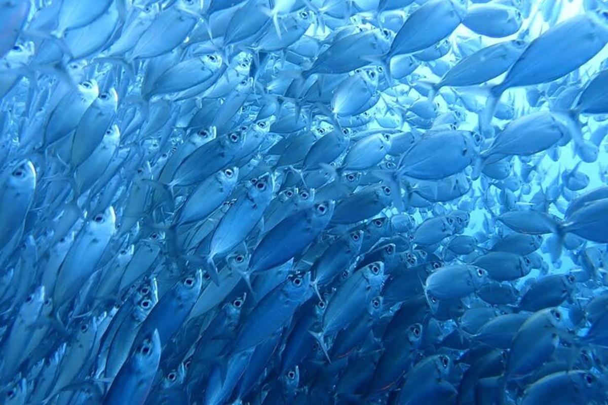 gambar dekat sekumpulan ikan dengan titisan air