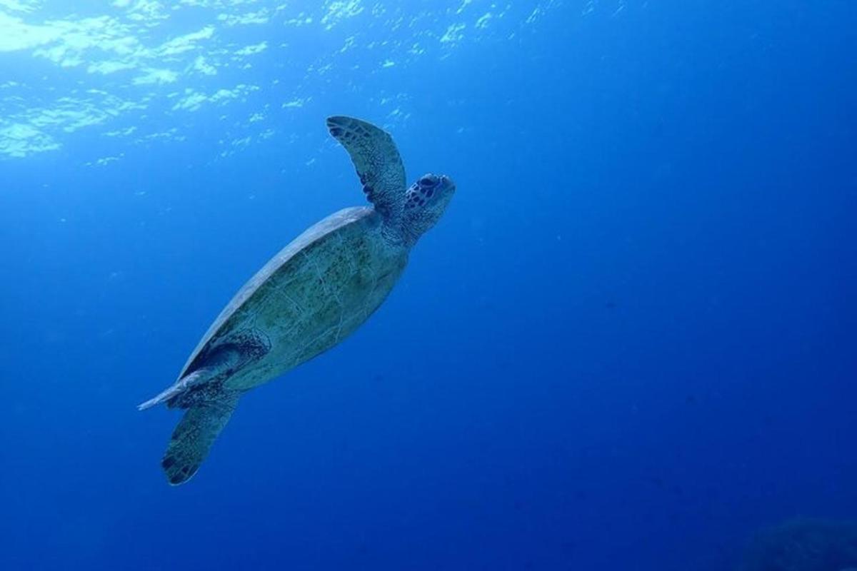 a green sea turtle swimming in the water