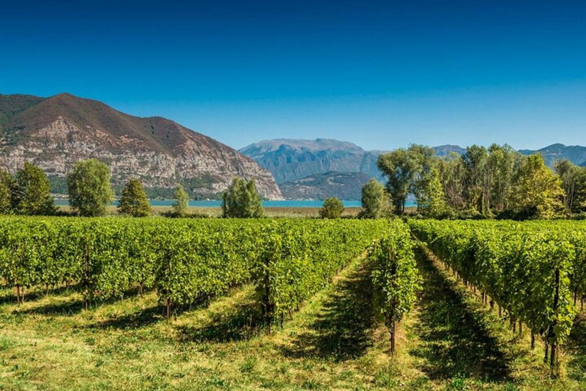 un campo di viti con montagne sullo sfondo