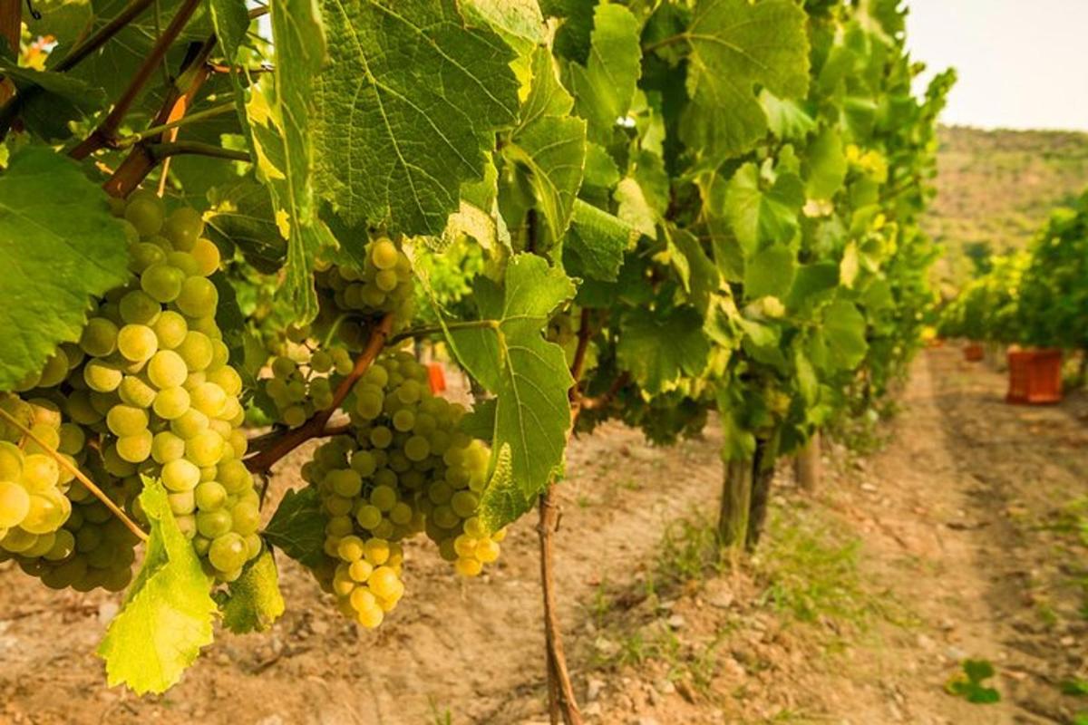 un grappolo d'uva verde appeso agli alberi