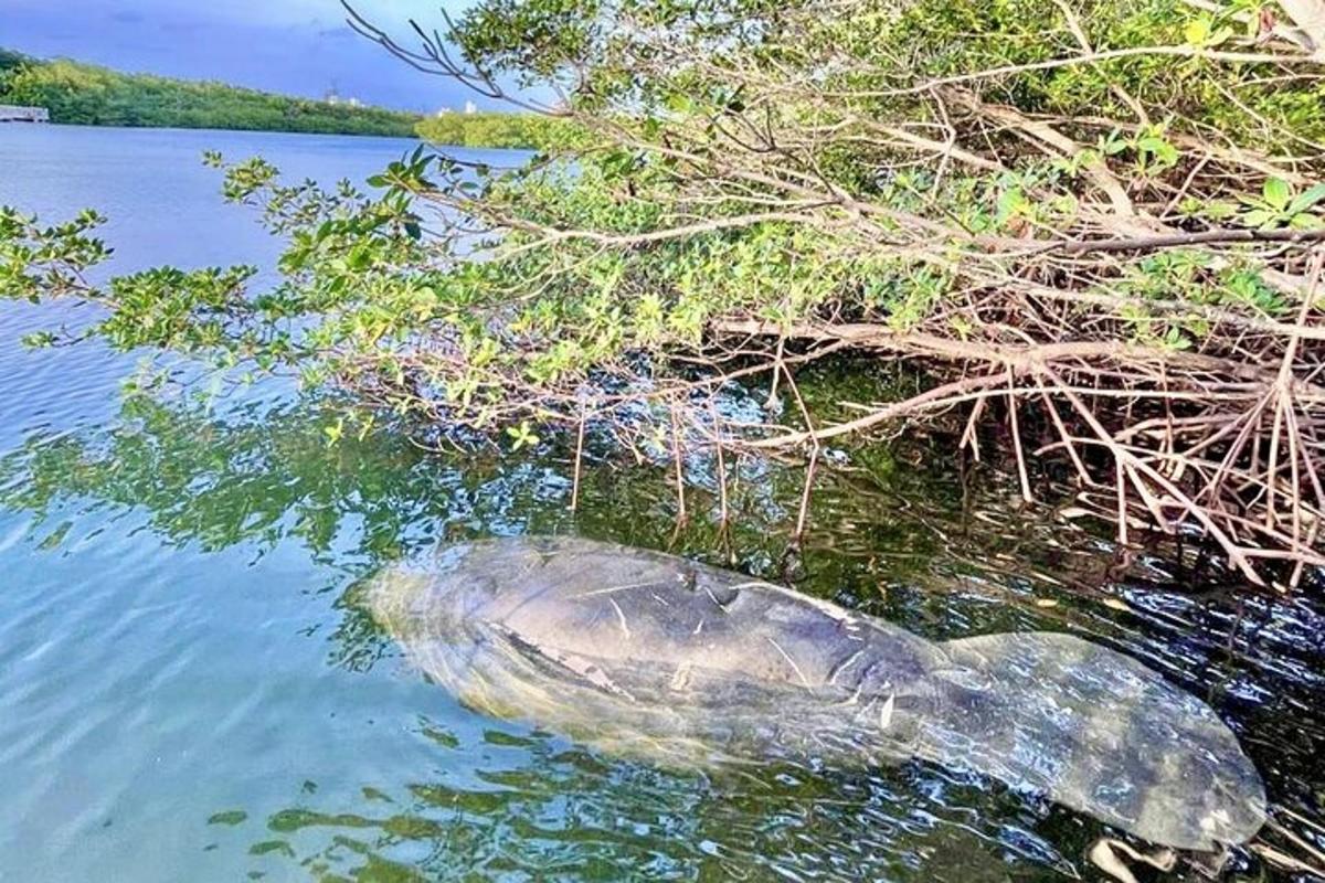 põõsa kõrval vees olev haarav kilpkonn