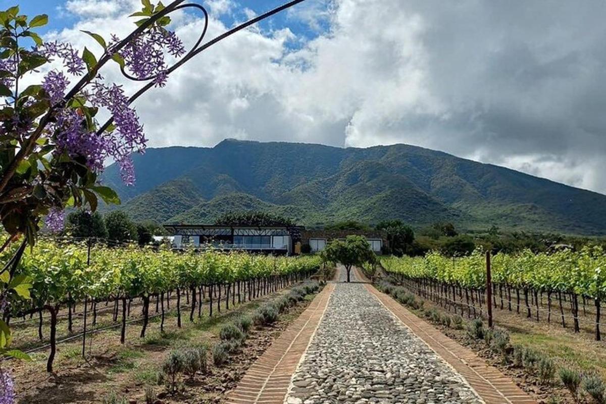laluan melalui ladang anggur dengan latar belakang gunung