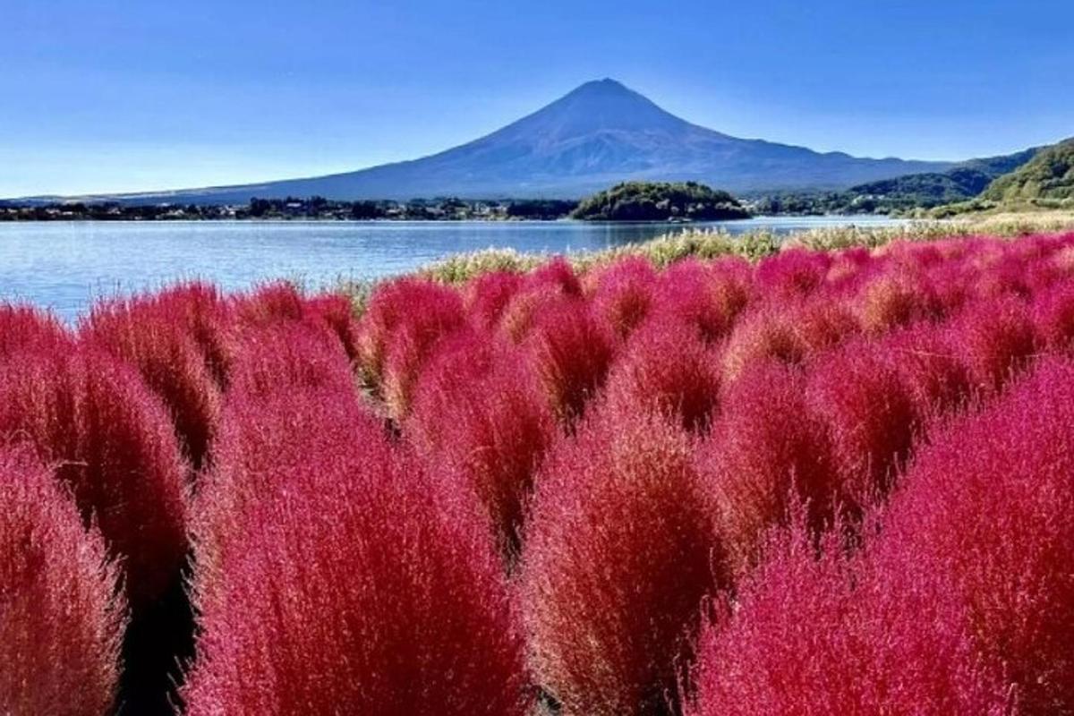 Un campo de plantas rojas con una montaña al fondo