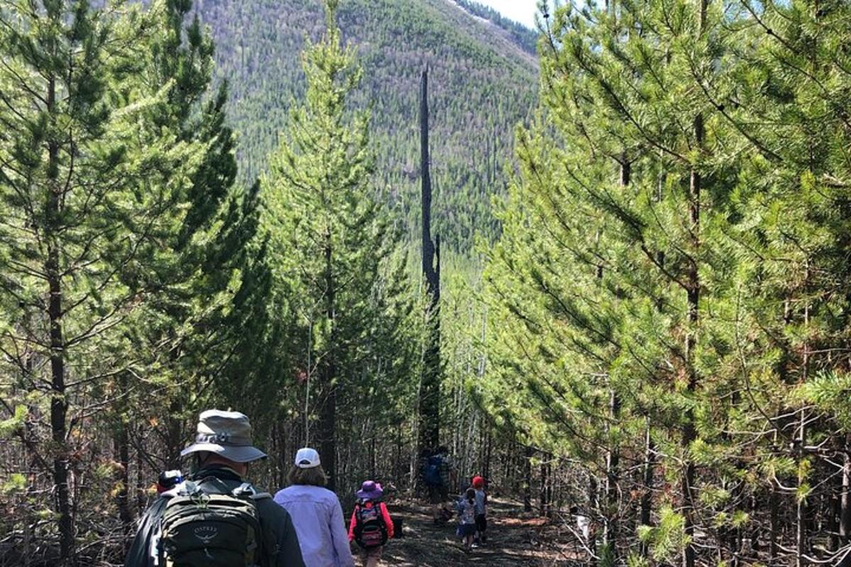 a group of people walking on a trail through trees