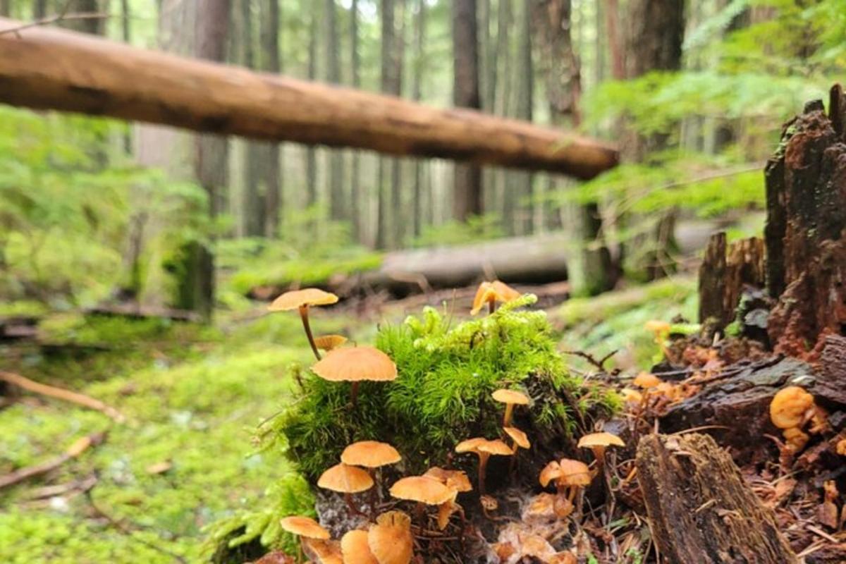 a group of mushrooms on a stump in a forest