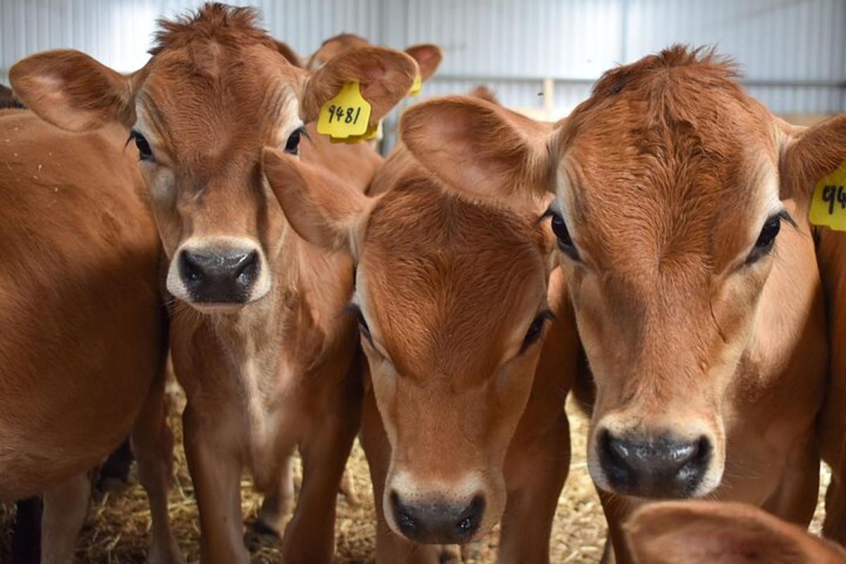 a group of brown cows with tags in their ears
