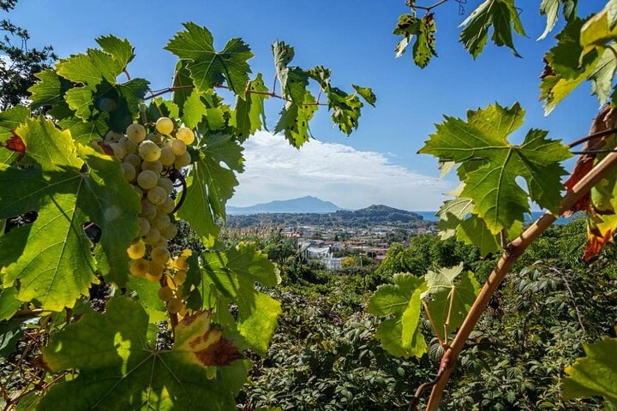 un racimo de uvas colgando de un árbol