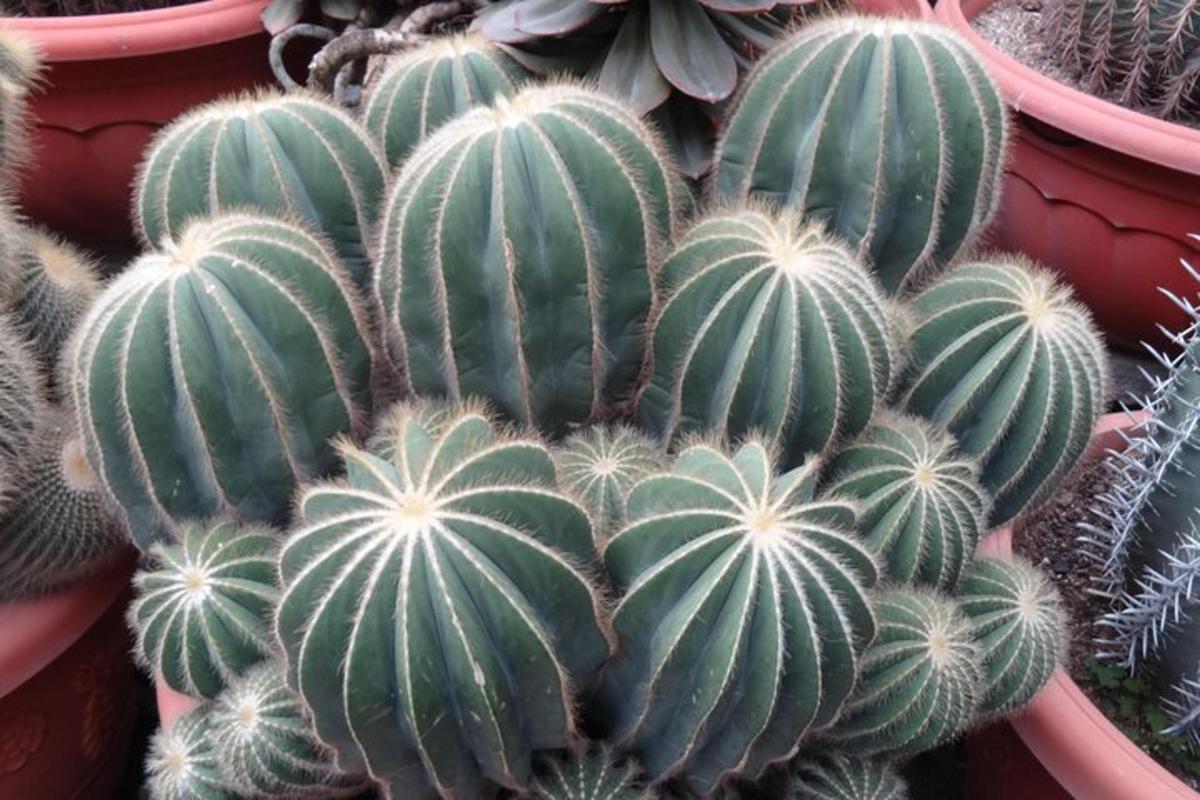 un cactus verde in un vaso con altre piante