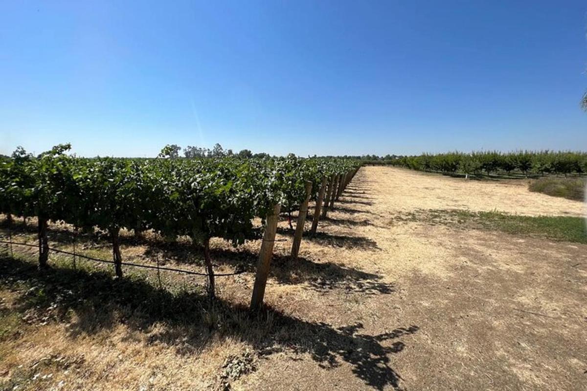 a row of trees in a vineyard on a field