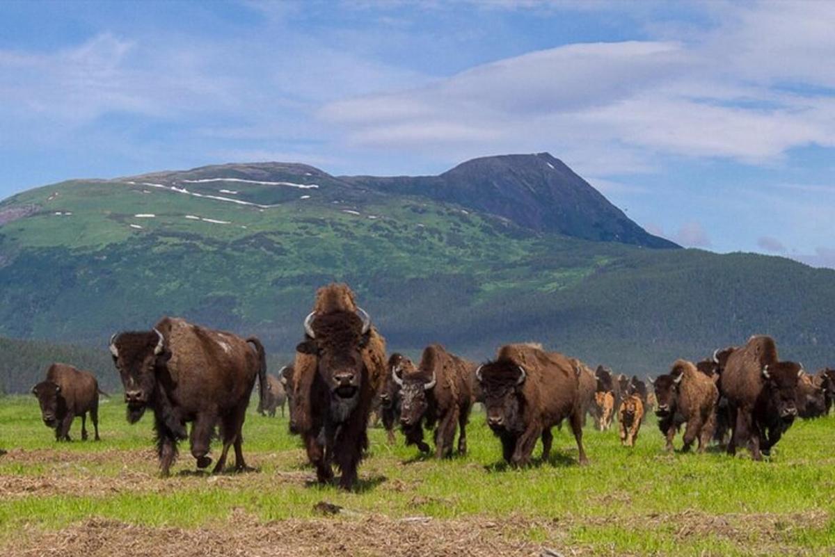um rebanho de vacas em um campo com uma montanha ao fundo