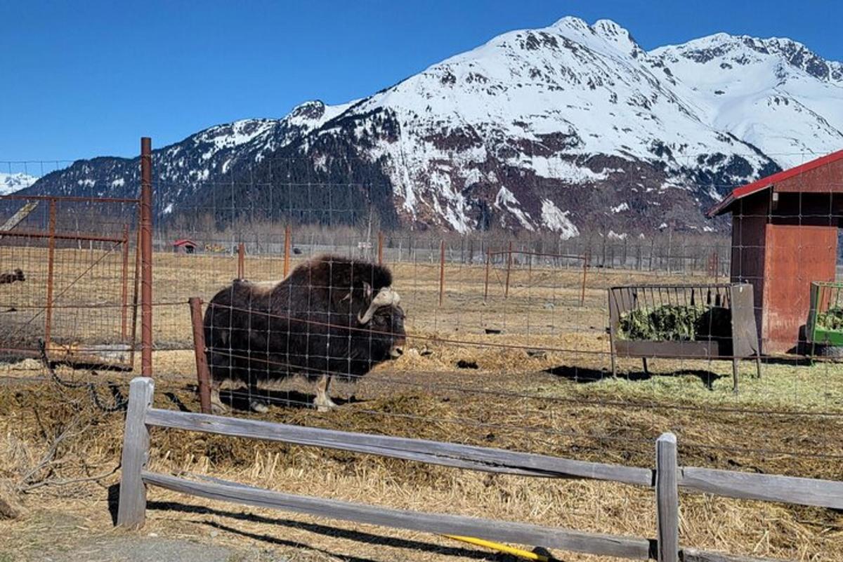 一头大公牛站在白雪皑皑的山峦旁的田野里