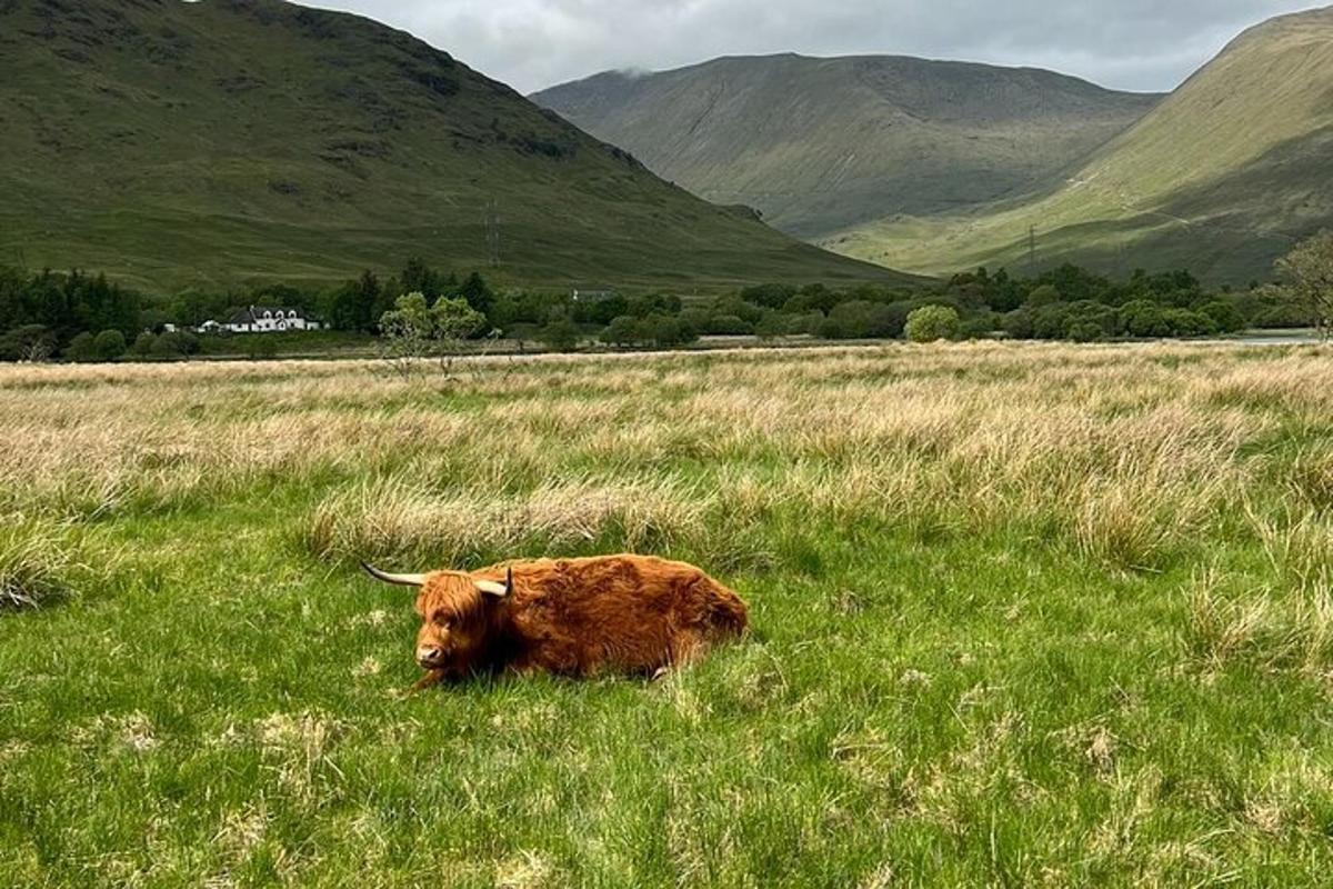 una mucca marrone sdraiata in un campo d'erba