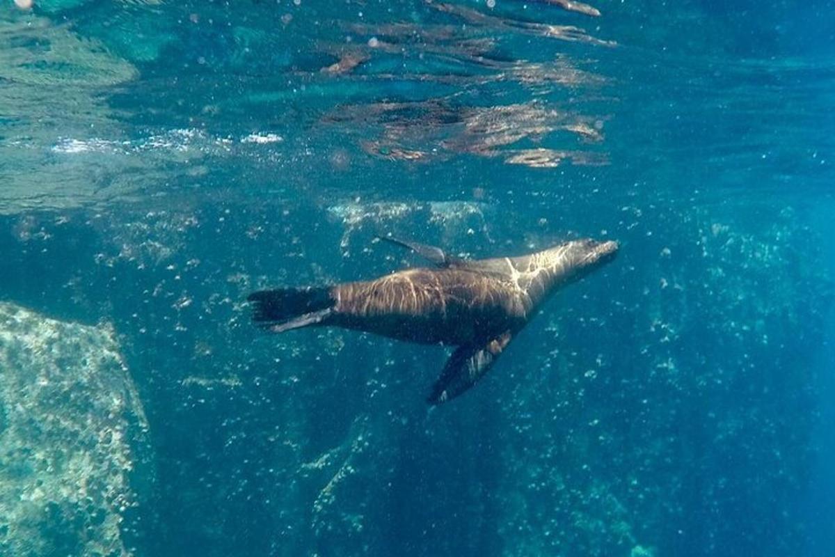 a sea animal swimming in the water