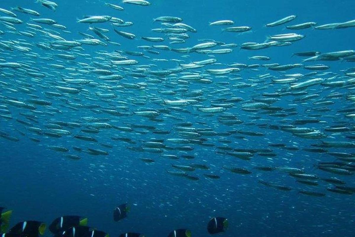 a school of fish swimming in the water