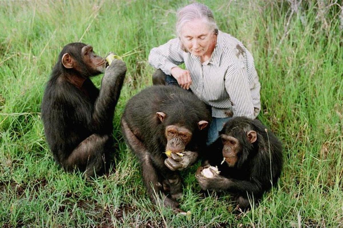 a woman with three chimpanzees sitting in the grass