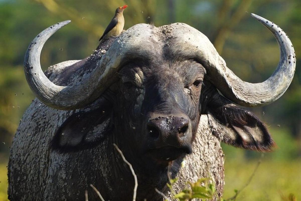un uccello seduto sul dorso di un toro
