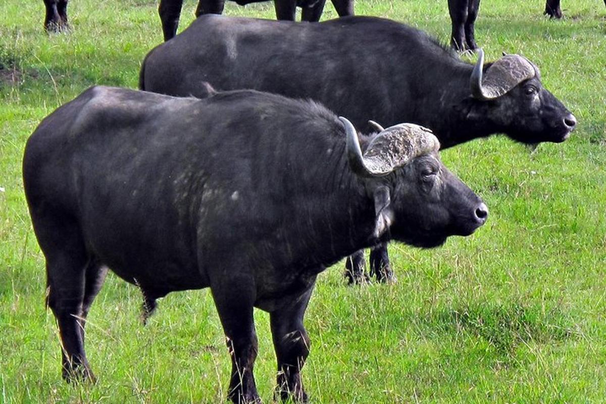 due mucche nere in piedi in un campo d'erba
