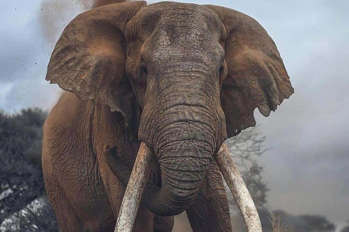 un gros plan d'un éléphant avec deux grandes défenses