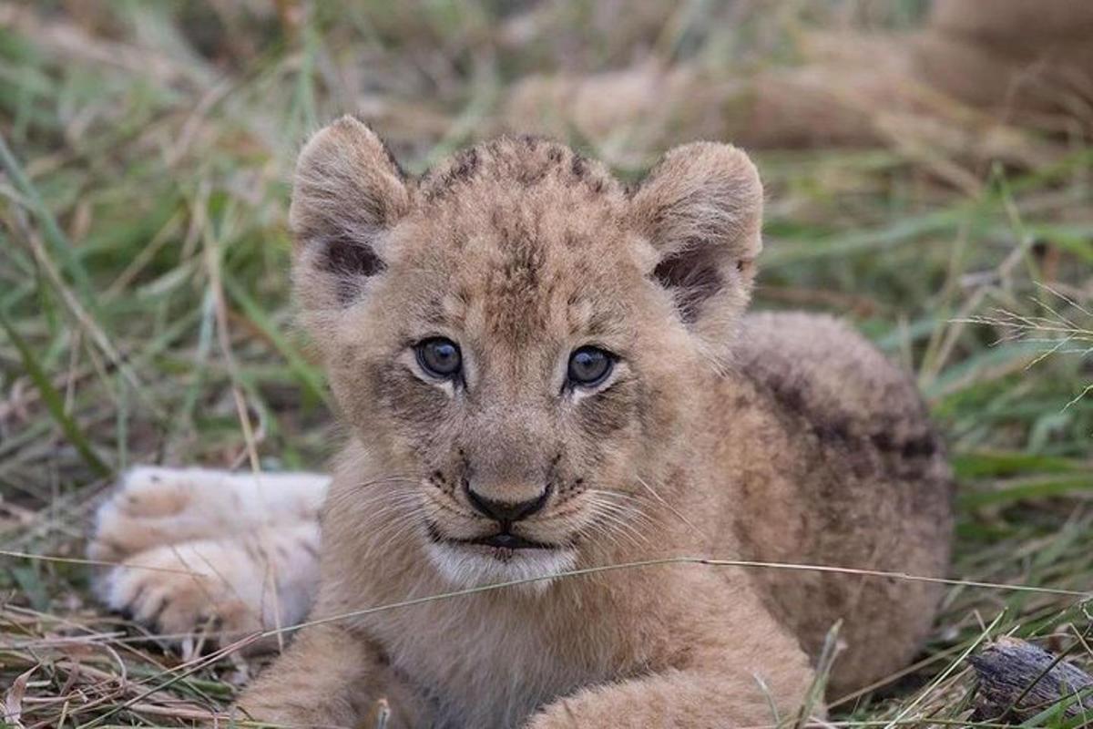 un bébé lionceau allongé dans l'herbe